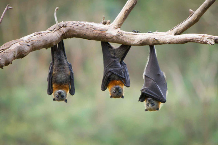 bats on a twig