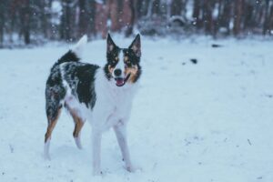 snow 