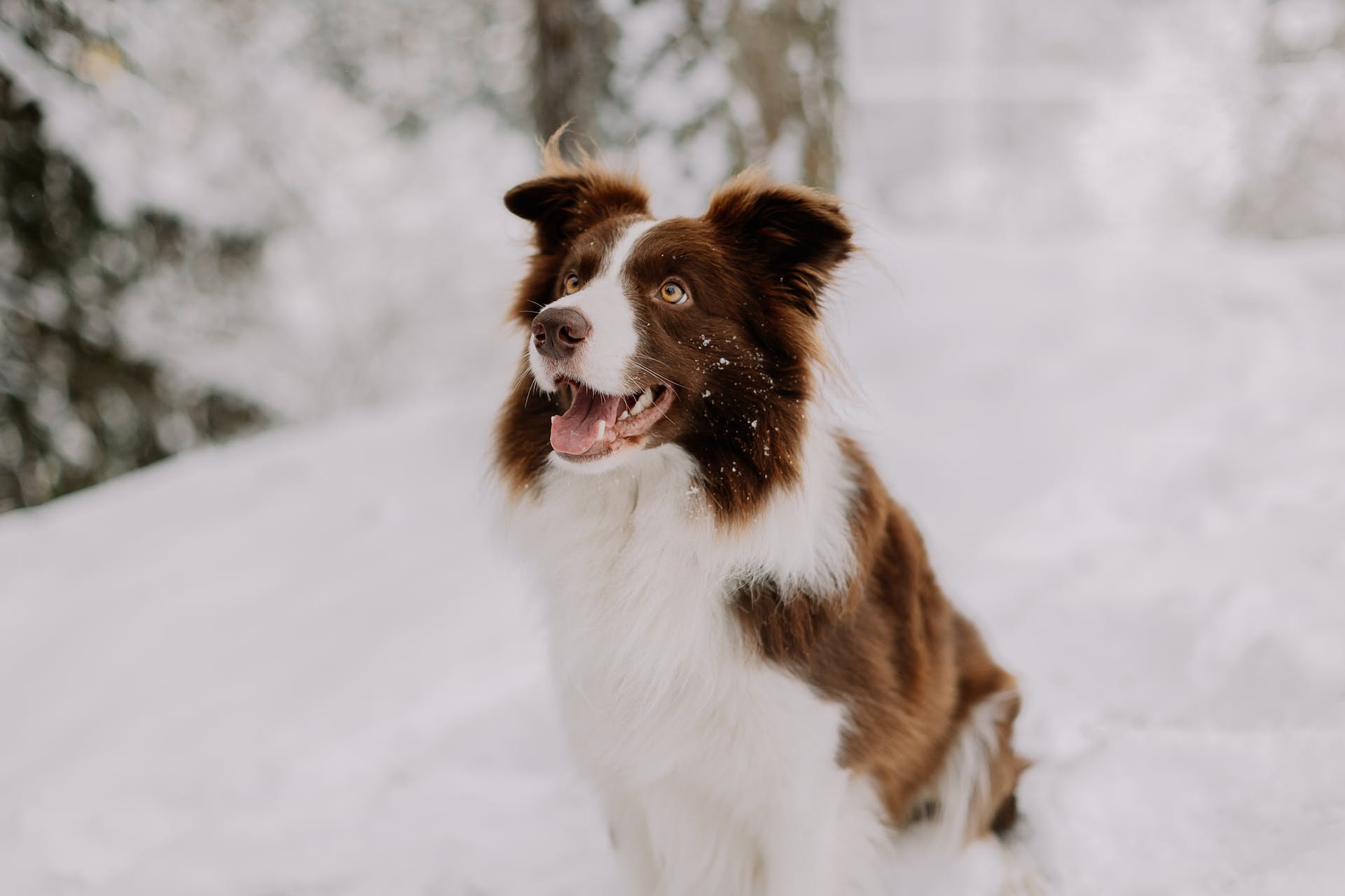 Keep Your Dogs Healthy and Happy All Winter Season Long