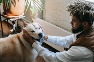 dog 