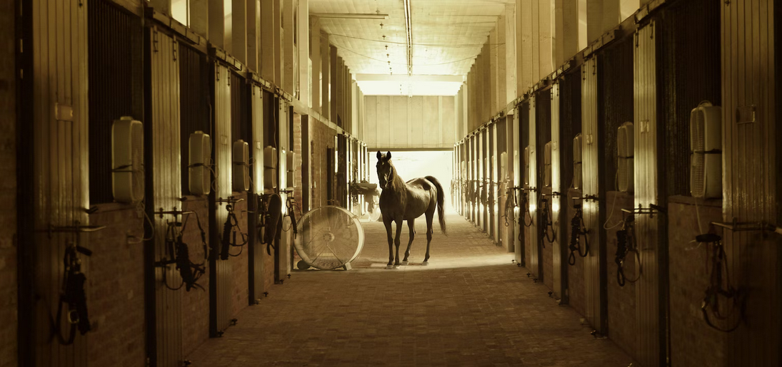 A Guide to Healthy Horses: Parasite Control Every Horse Needs